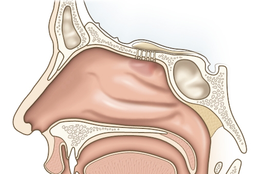 anatomie-der-nase-und-nnh-original